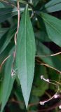 Solidago gigantea