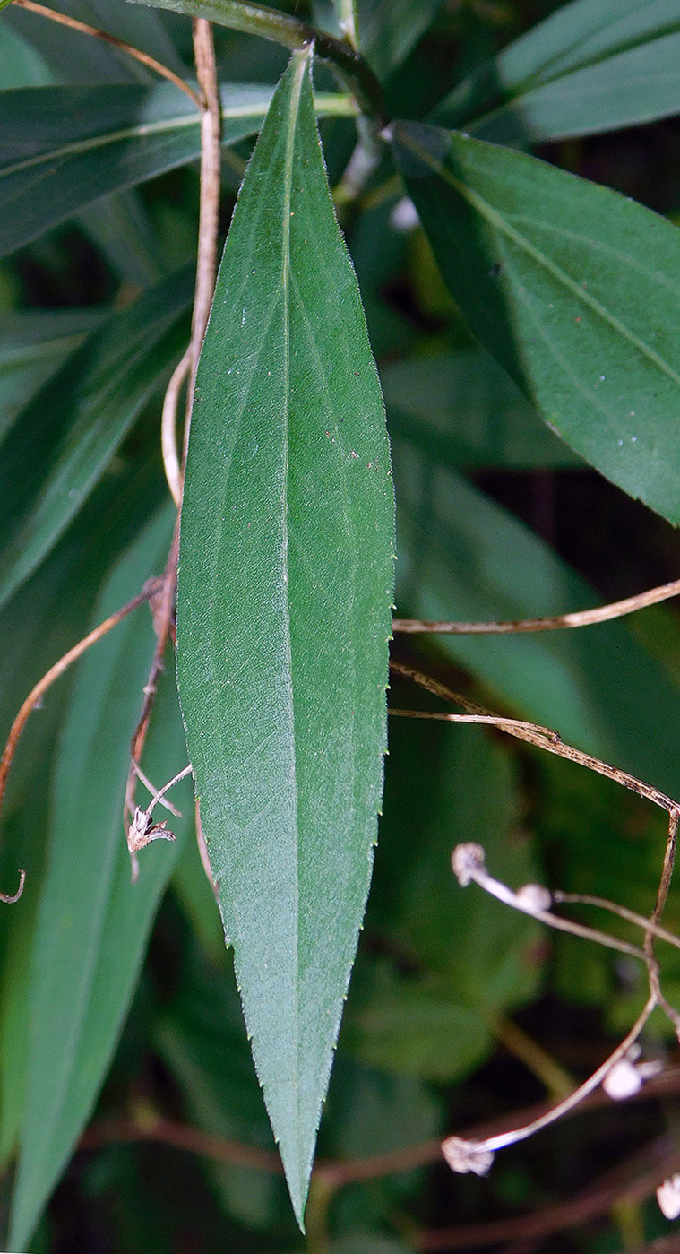 Изображение особи Solidago gigantea.