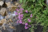 Chamaenerion colchicum