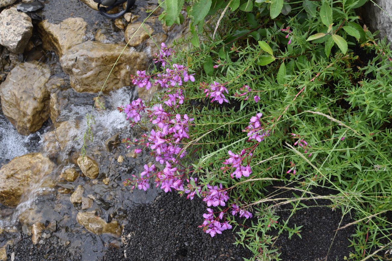 Image of Chamaenerion colchicum specimen.