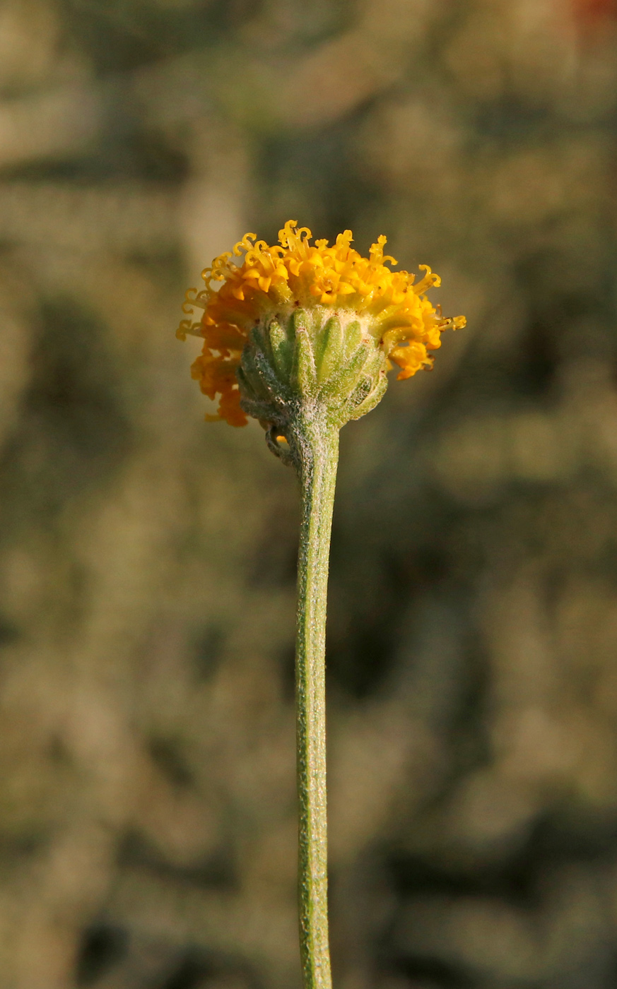 Image of Santolina chamaecyparissus specimen.