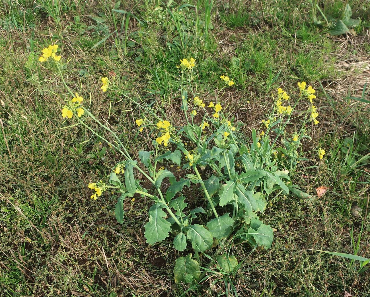Image of Brassica campestris specimen.