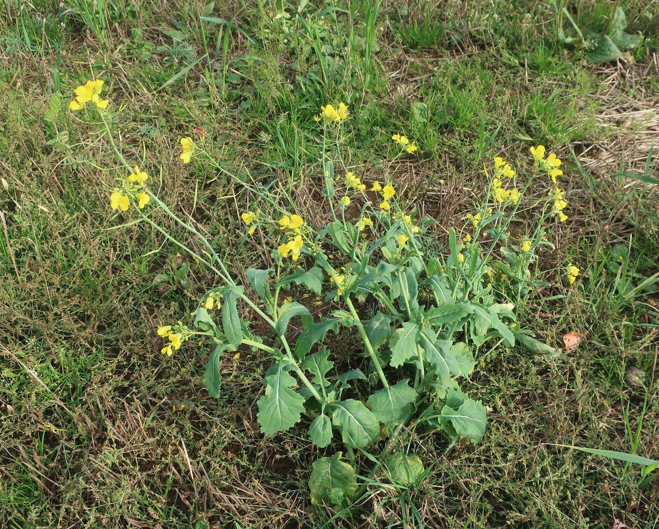 Изображение особи Brassica campestris.