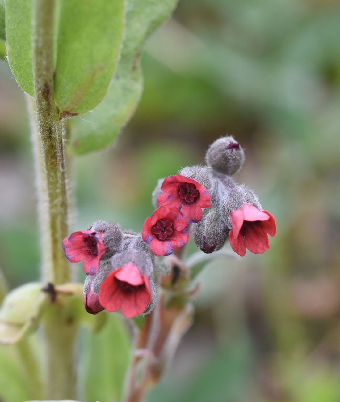 Image of Cynoglossum officinale specimen.