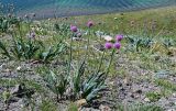 Allium carolinianum