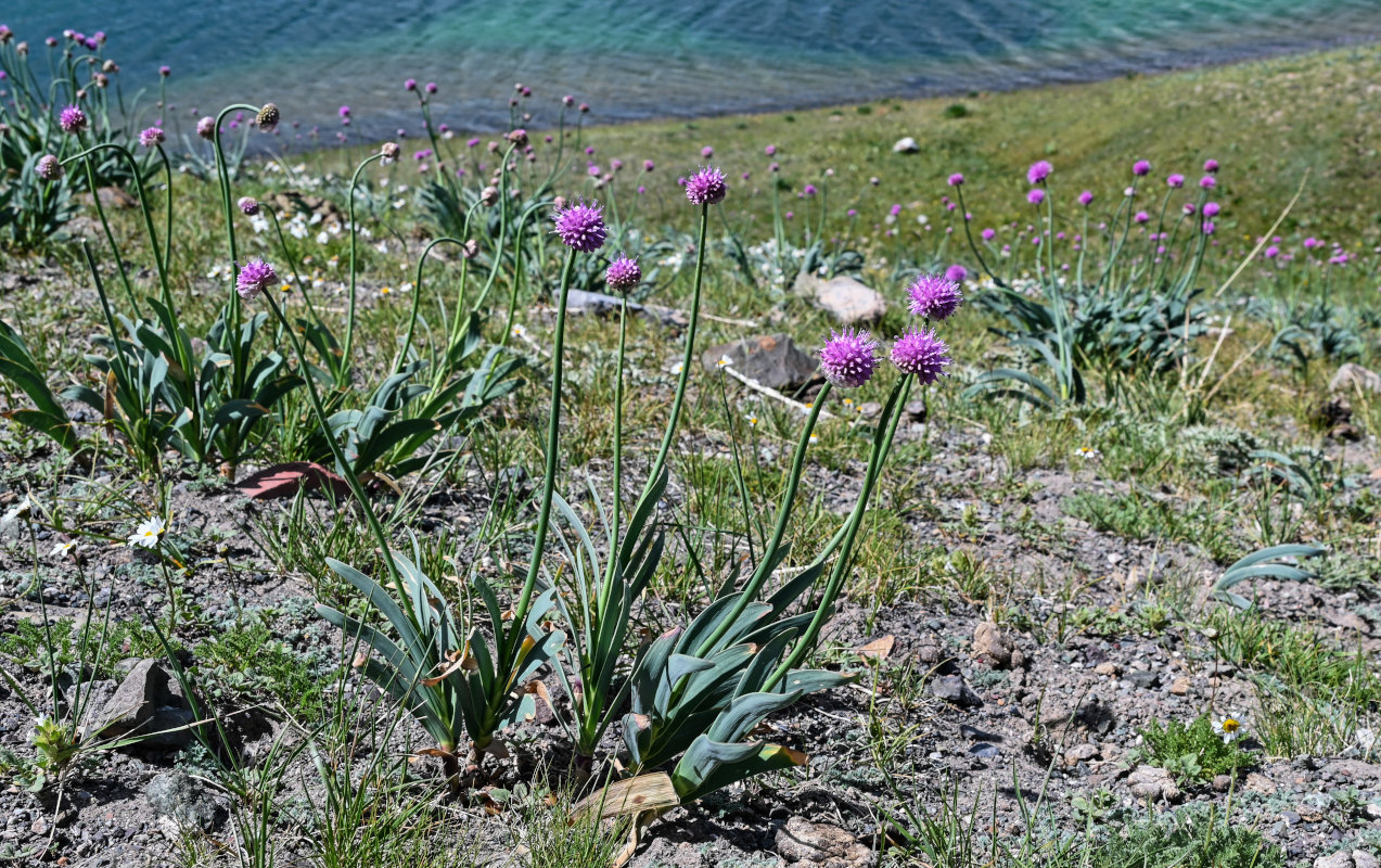 Image of Allium carolinianum specimen.