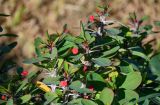 Euphorbia splendens