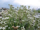 Gypsophila uralensis