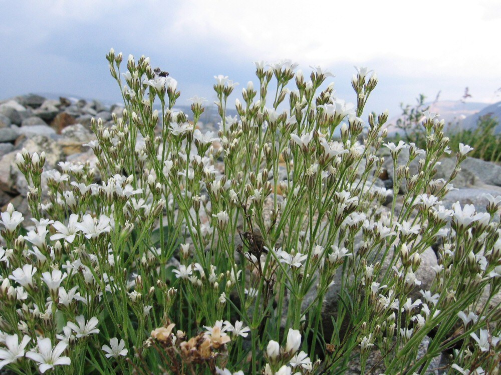 Изображение особи Gypsophila uralensis.