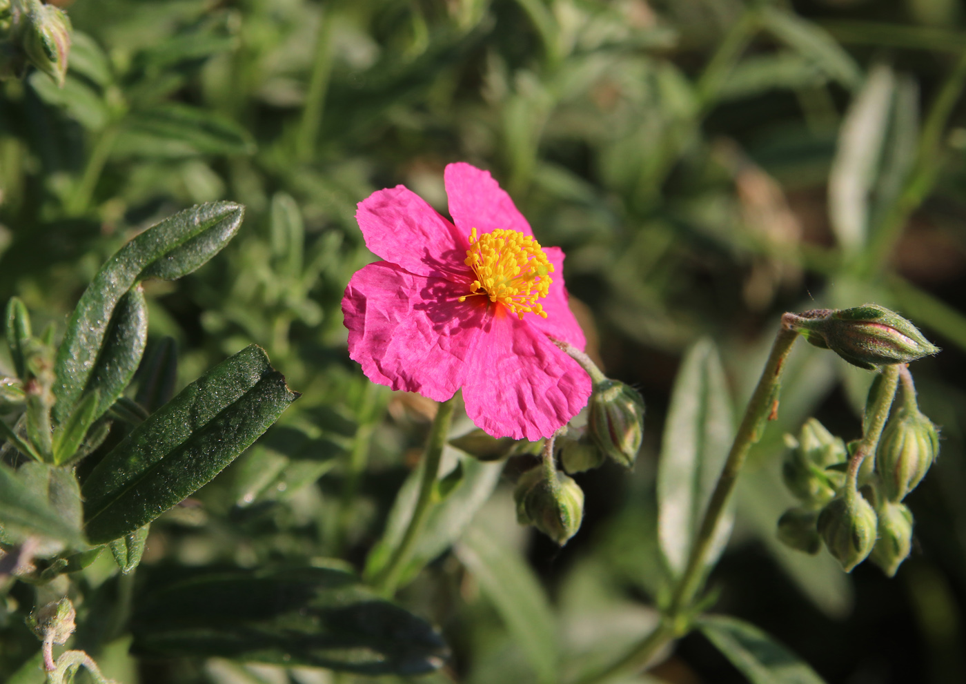 Image of Helianthemum nummularium specimen.