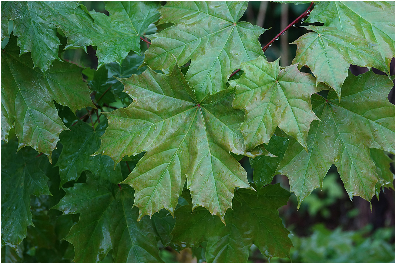 Image of Acer platanoides specimen.