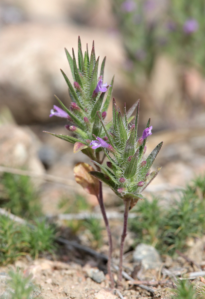 Image of Ziziphora tenuior specimen.