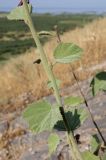 Alcea rhyticarpa