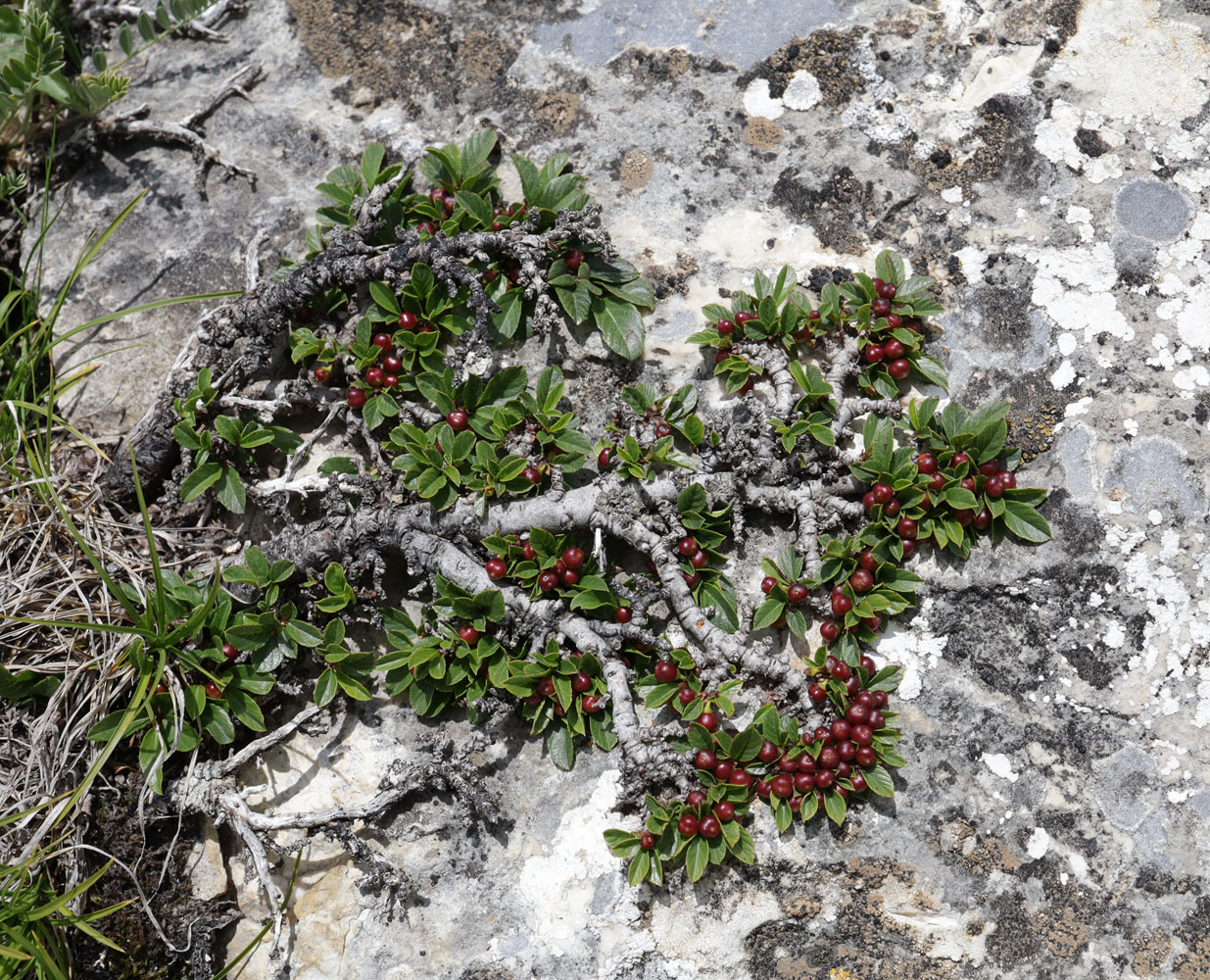 Изображение особи Rhamnus depressa.