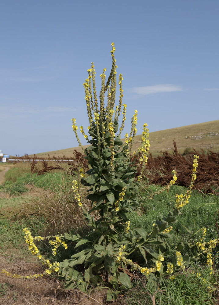 Image of Verbascum phlomoides specimen.