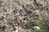 Polygala desertorum