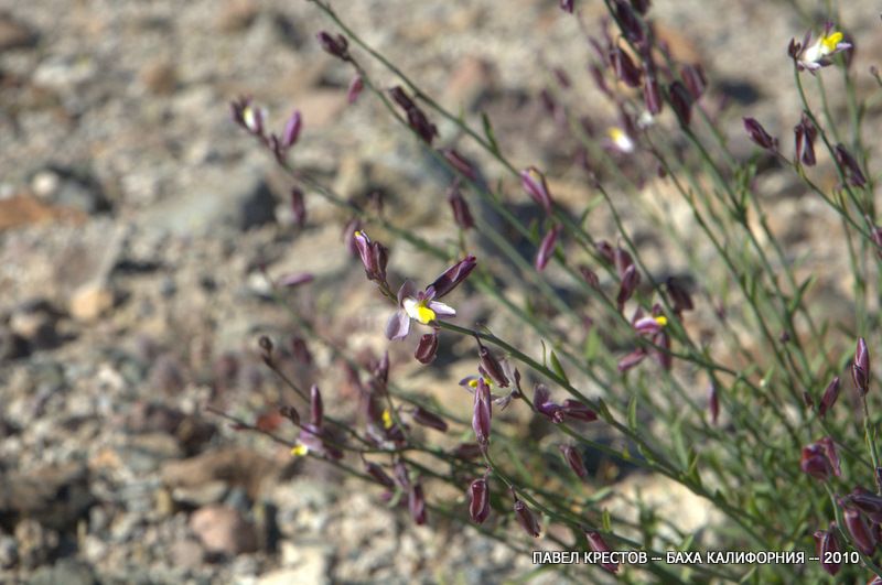 Изображение особи Polygala desertorum.