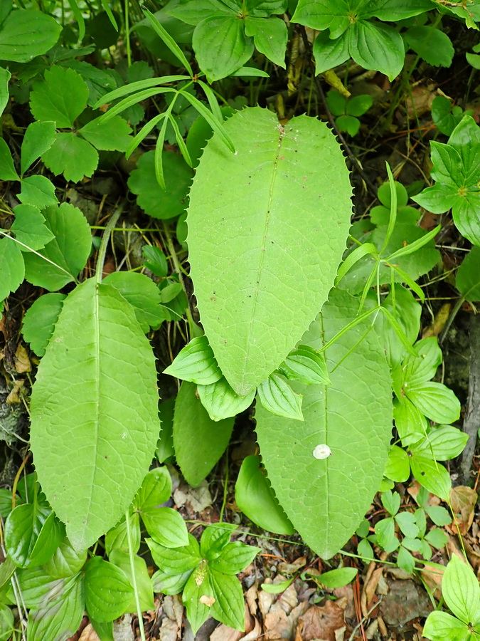 Image of genus Saussurea specimen.