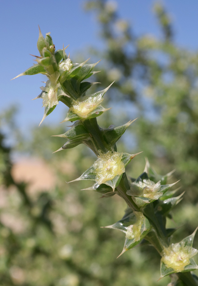 Image of Salsola pontica specimen.