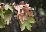 Acer campestre. Верхушка ветви с увядающими листьями и фрагментами соплодий. Испания, Каталония, пров. Жирона, комарка Альт-Эмпорда, муниципалитет Альбанья, окр. руин Monestir de sant Llorenç de Sous, 855 м н.у.м., поросшее лиственными породами деревьев микропонижение на пологом плато. 15.10.2023.