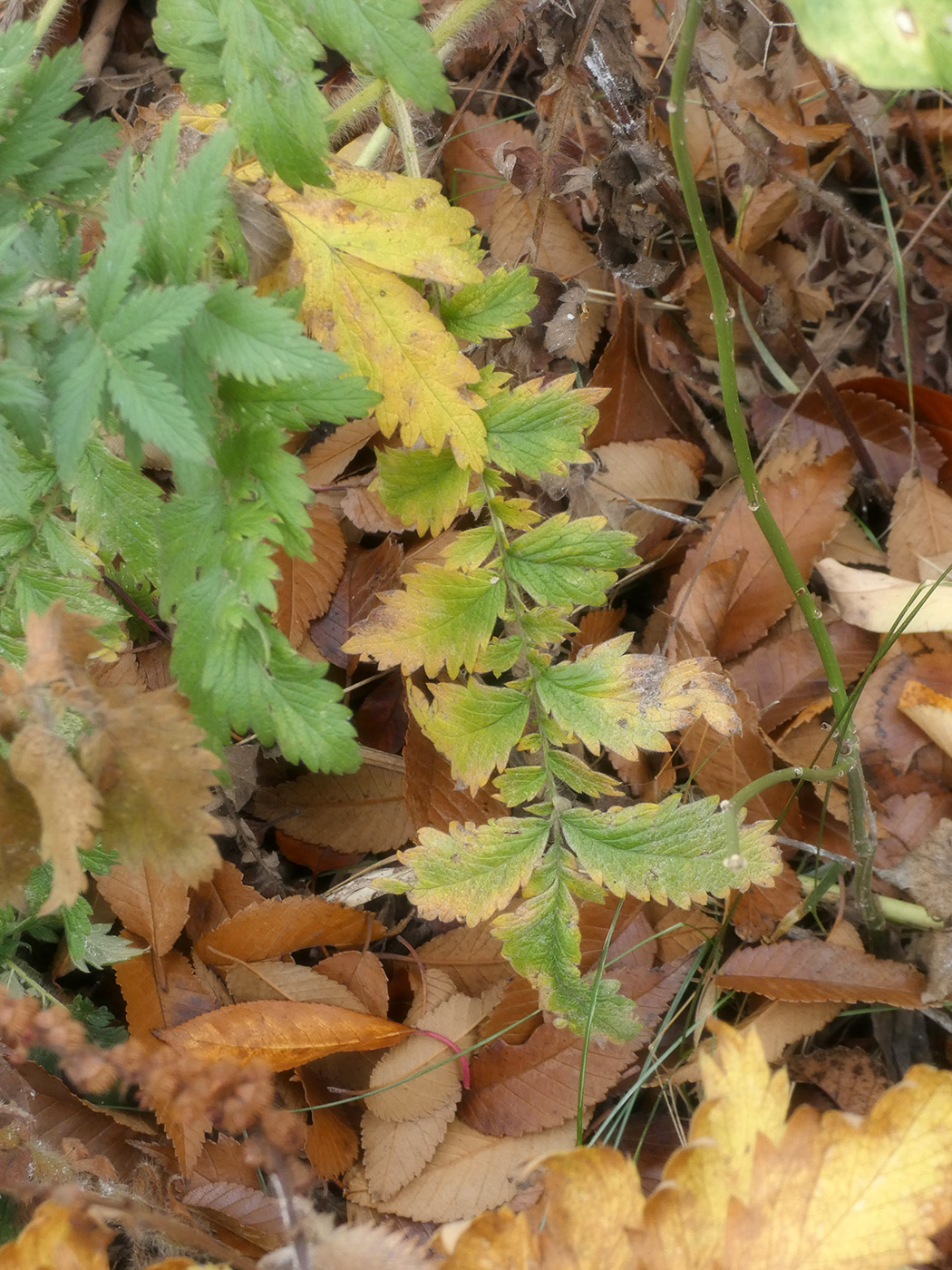 Image of Agrimonia eupatoria ssp. grandis specimen.