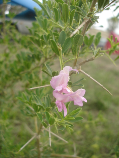 Image of Halimodendron halodendron specimen.