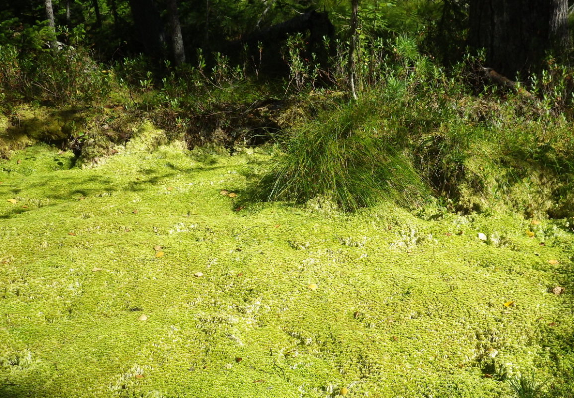 Изображение особи Sphagnum riparium.