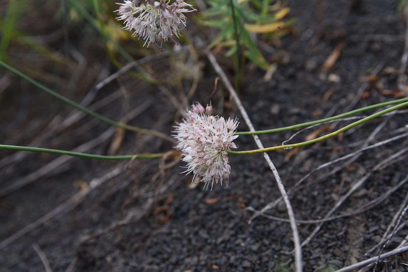 Изображение особи Allium saxatile.