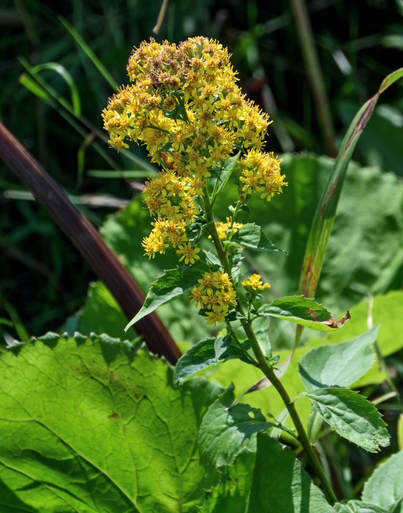 Изображение особи Solidago virgaurea ssp. dahurica.