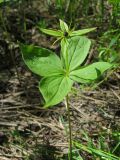 Paris quadrifolia