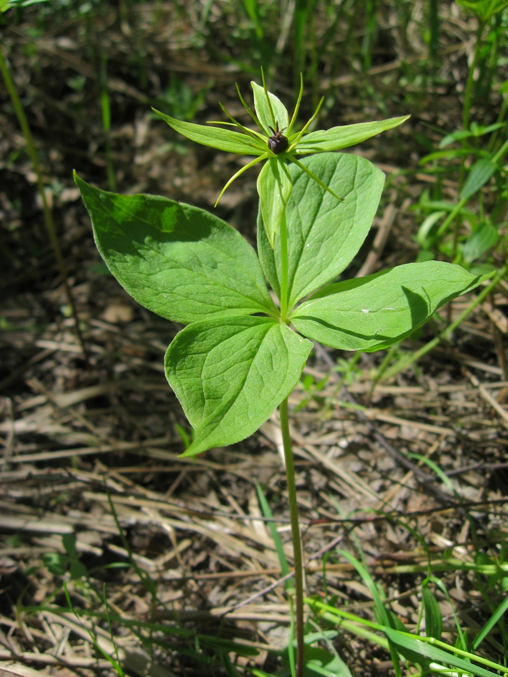 Image of Paris quadrifolia specimen.