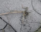 genus Calamagrostis. Нижняя часть растения с корневой системой. Чечня, Шаройский р-н, левый берег р. Шароаргун в 2 км выше устья р. Кенхи. 12 августа 2023 г.