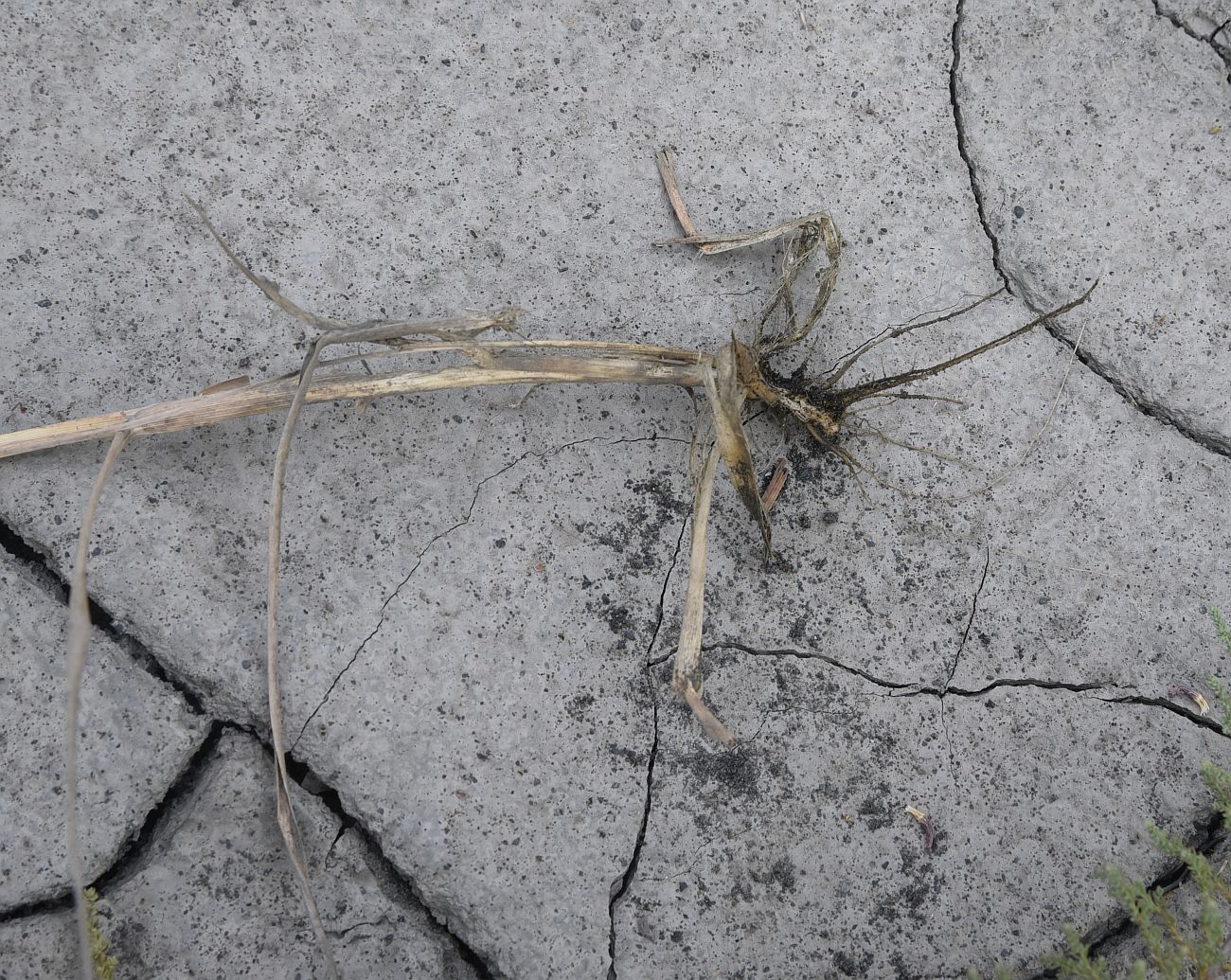 Image of genus Calamagrostis specimen.