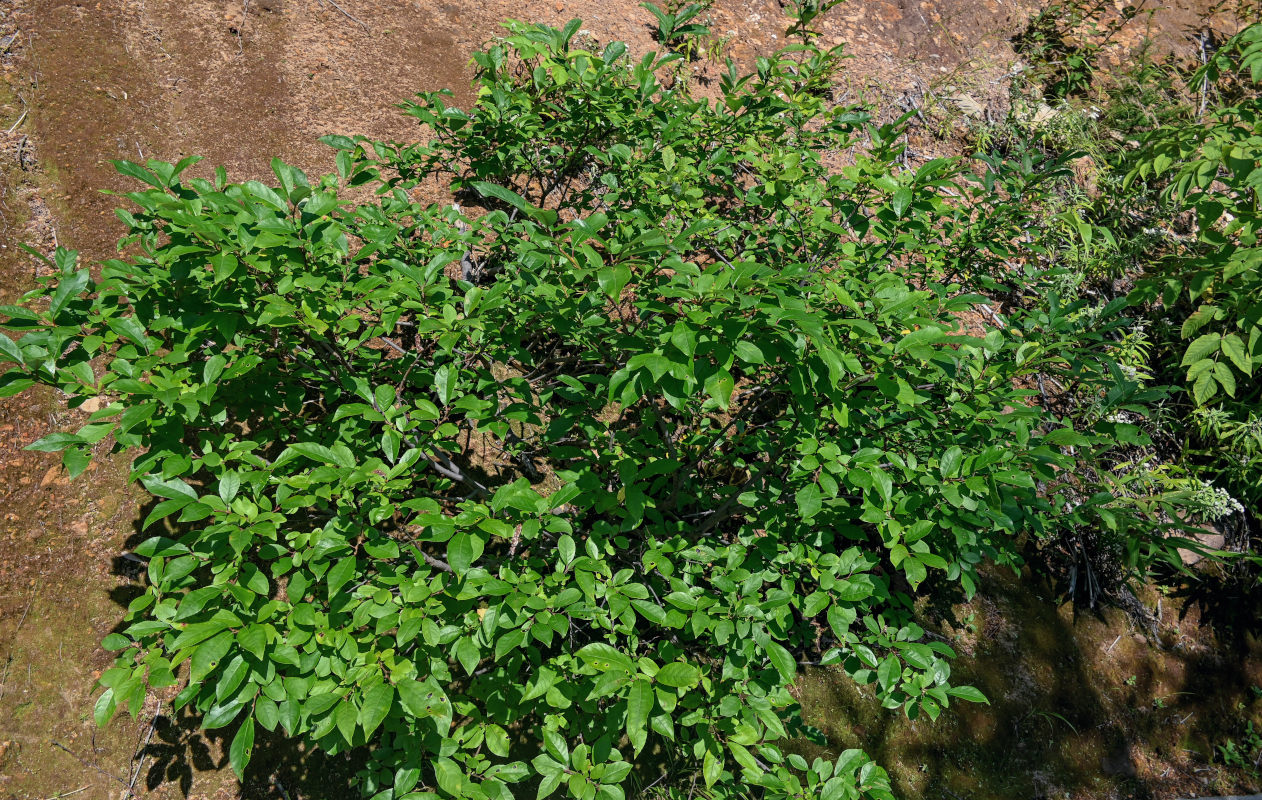 Image of genus Salix specimen.