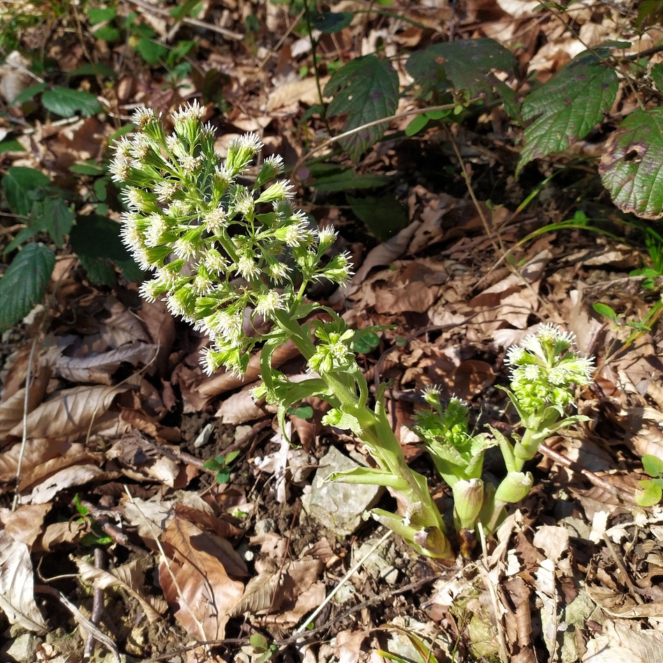 Изображение особи Petasites albus.