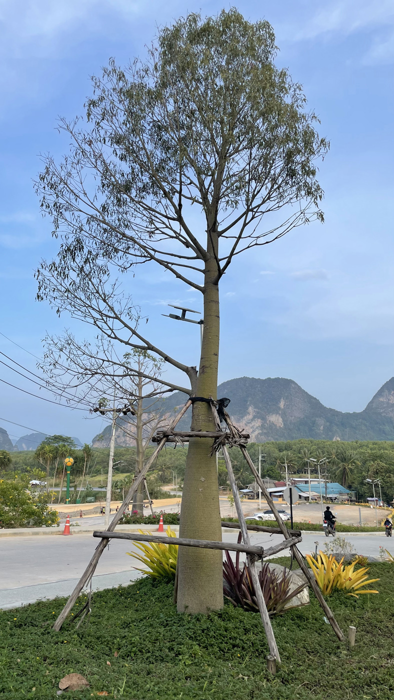 Image of familia Bombacaceae specimen.