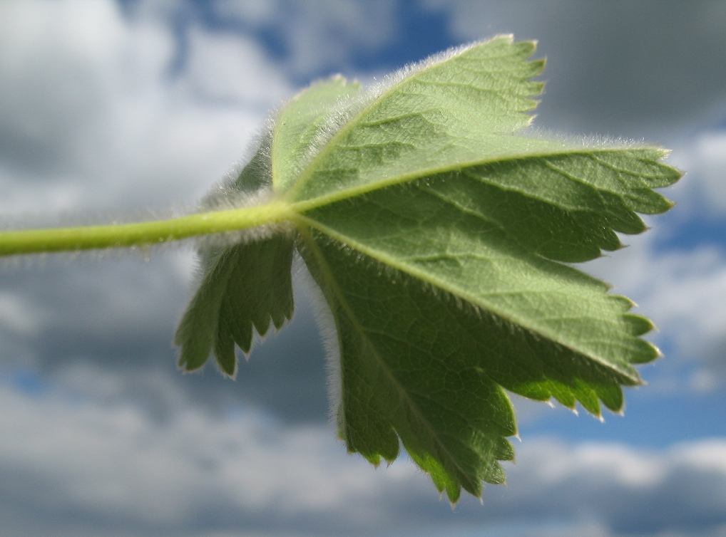 Image of Alchemilla glaucescens specimen.