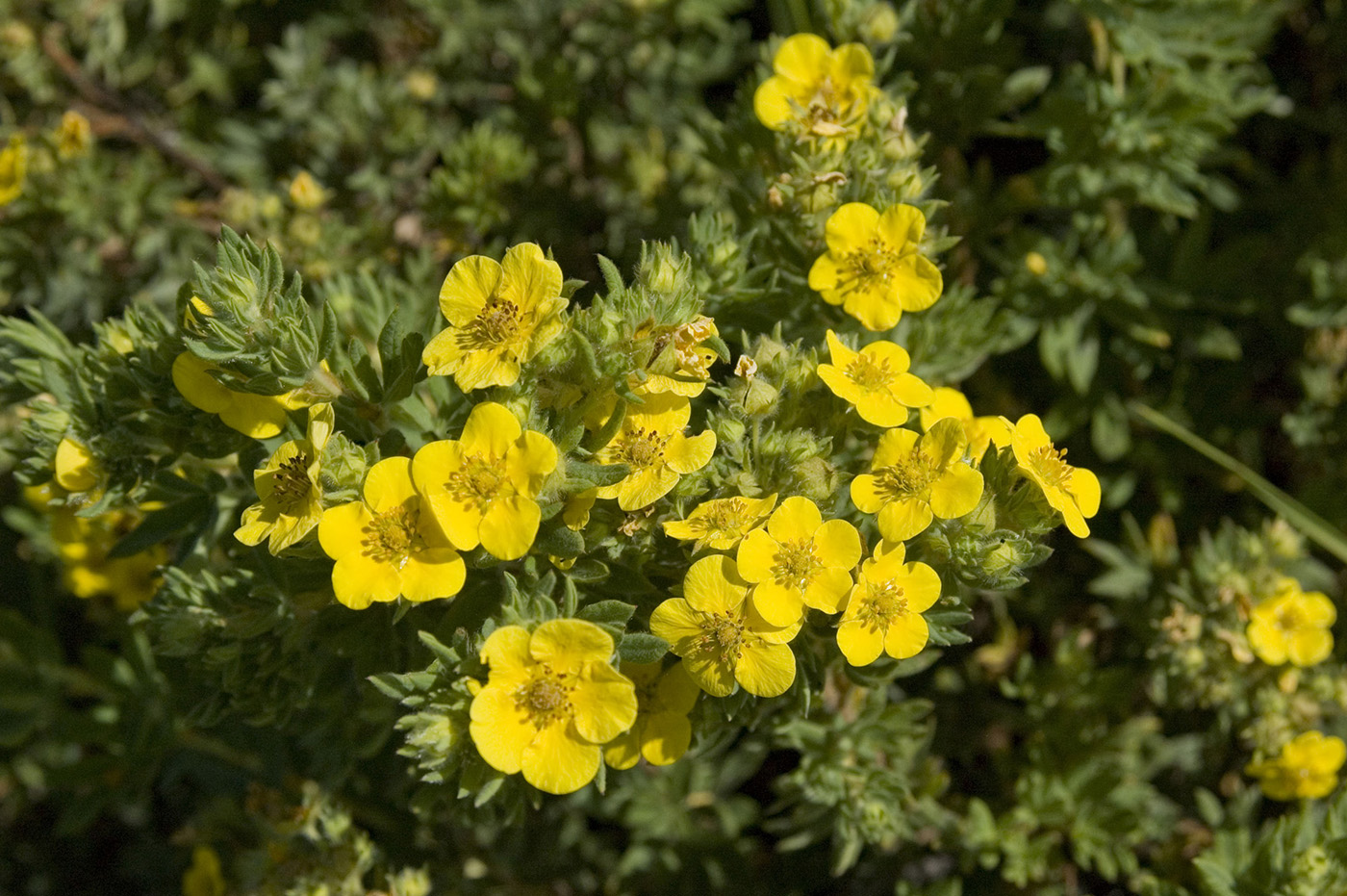 Image of Dasiphora fruticosa specimen.