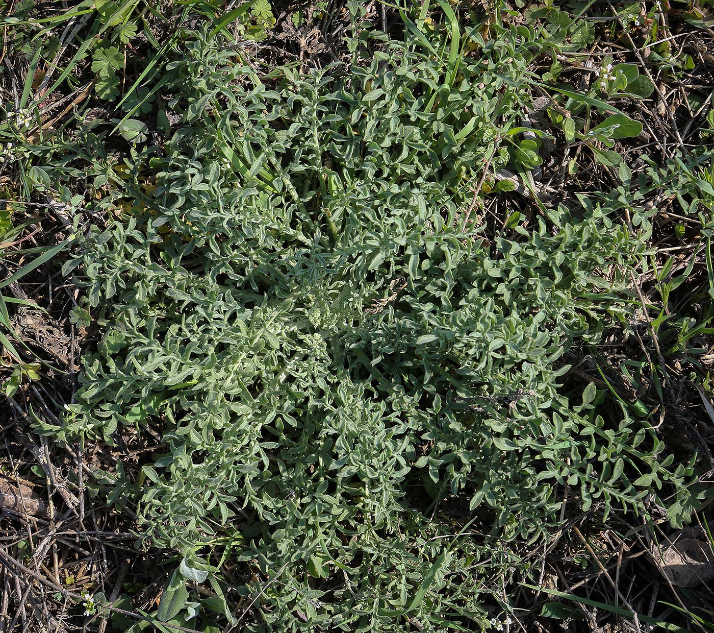 Image of genus Centaurea specimen.