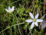Ornithogalum woronowii. Цветки. Абхазия, Гудаутский р-н, Мюссерский лесной массив, русло р. Риапши, опушка широколиственного леса. 12.04.2024.