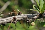 Berberis thunbergii. Часть ветви с бутоном. Приморский край, Уссурийский ГО, Горнотаёжный дендрарий ДВО РАН. 04.05.2024.