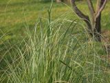 genus Carex. Верхушка вегетирующего растения. Краснодар, парк \"Краснодар\", Японский сад, в культуре. 01.01.2024.