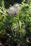 Pulsatilla chinensis
