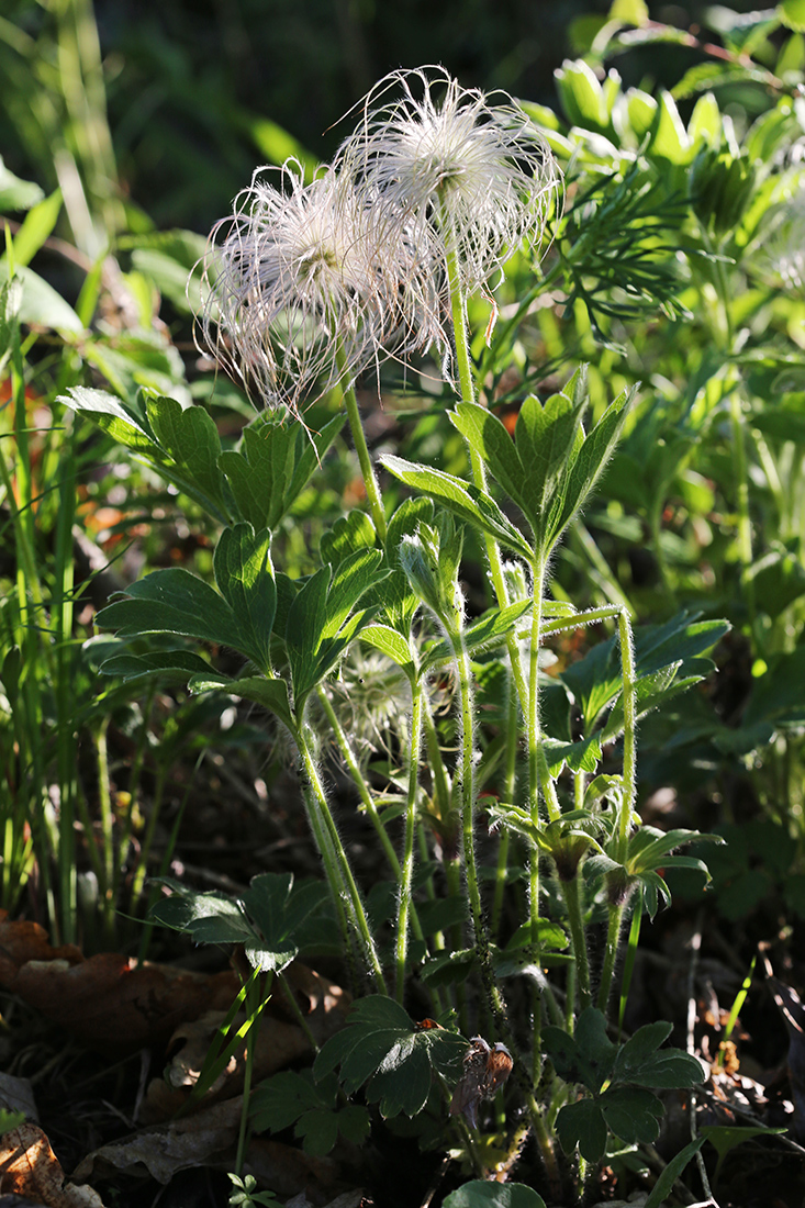 Изображение особи Pulsatilla chinensis.