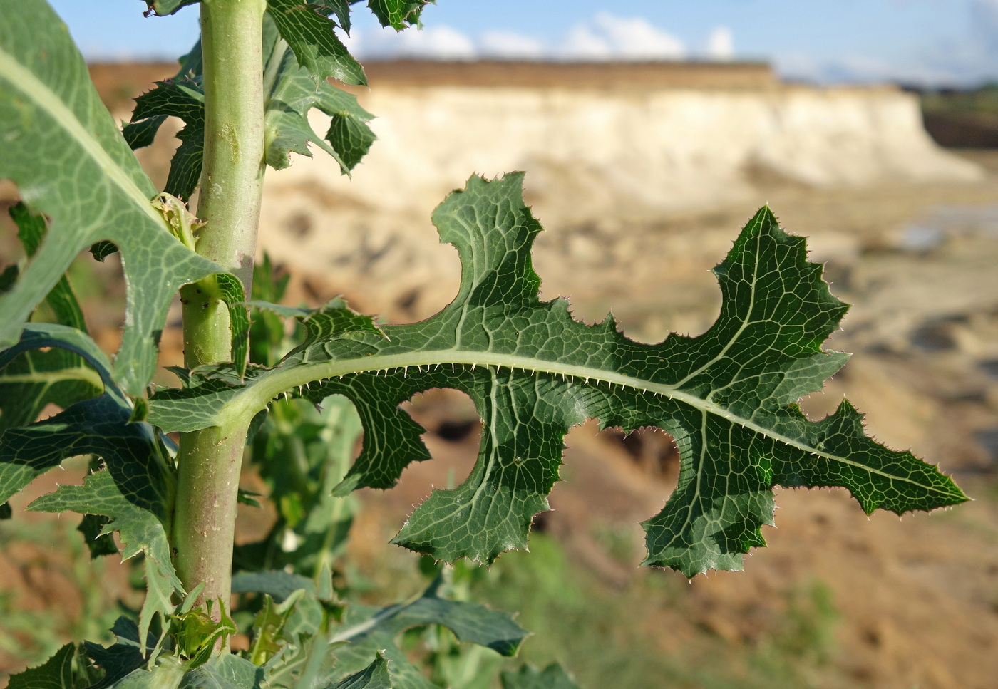 Изображение особи Lactuca serriola.