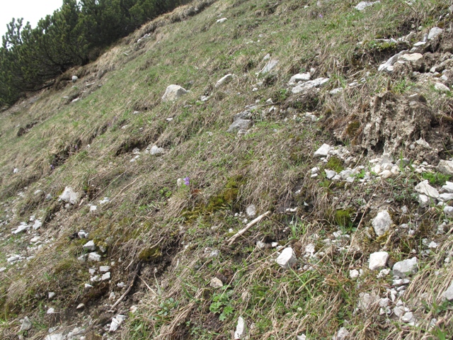 Image of Soldanella alpina specimen.