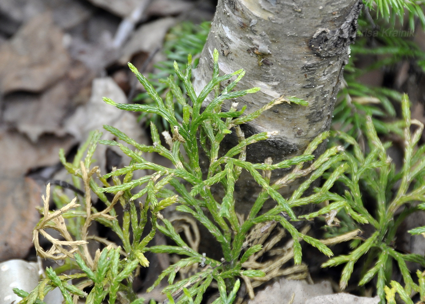 Image of Diphasiastrum complanatum specimen.