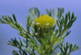 Matricaria discoidea