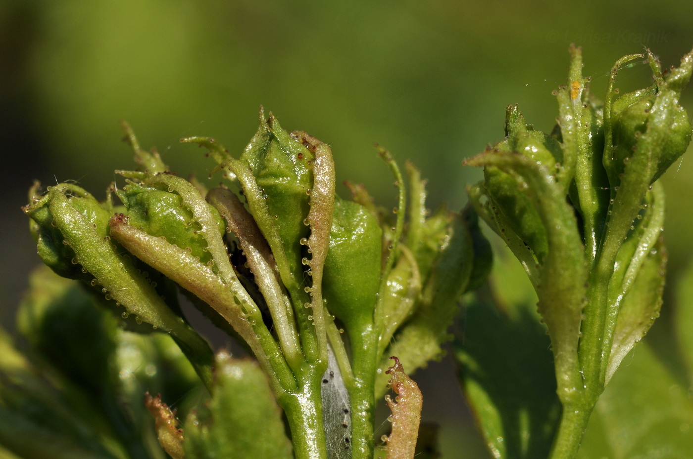 Image of Crataegus pinnatifida specimen.
