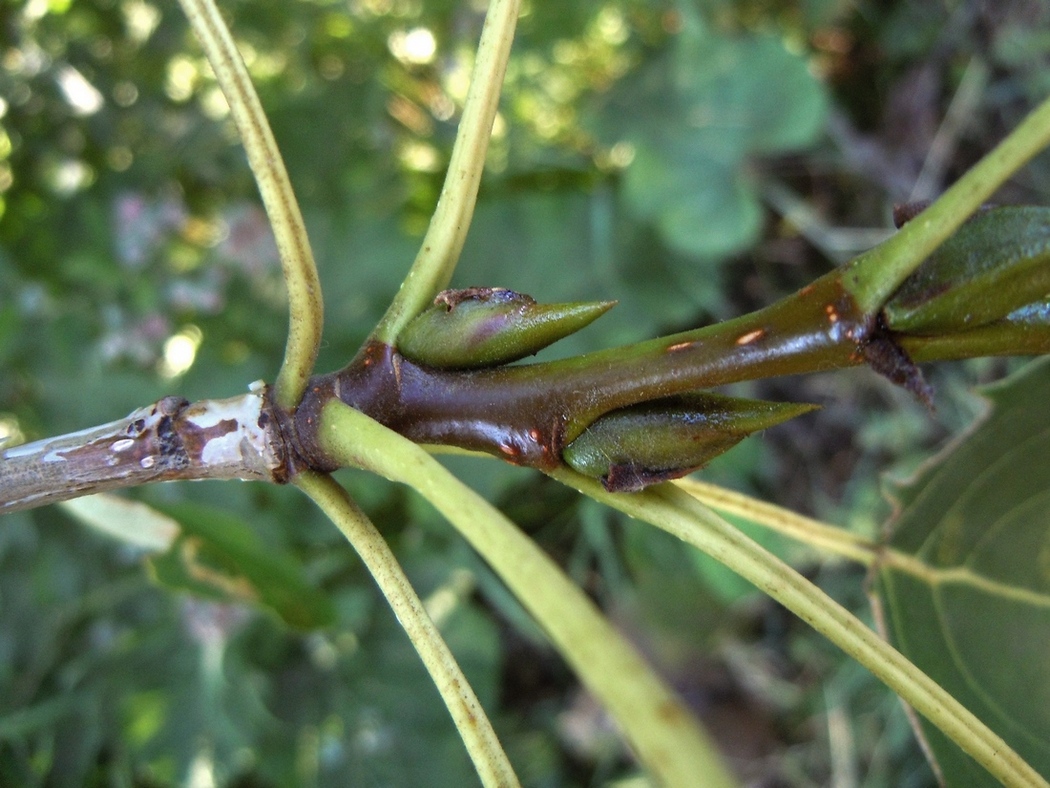 Image of Populus woobsti specimen.